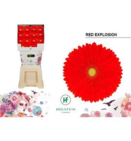 Gerbera red explosion 50 x15 - GERREDEXP5015