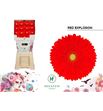 Gerbera red explosion 50 x15 - GERREDEXP5015