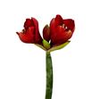 Amarilis ferrari 75 x15 - HIPFER