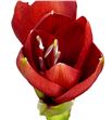 Amarilis ferrari 75 x15 - HIPFER1