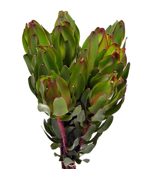 Leuca laurel yellow 60 - LEULAUYEL