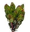 Leuca laurel yellow 60 - LEULAUYEL