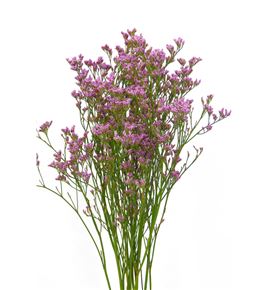 Limonium saf oshi pink 70 - LIROS