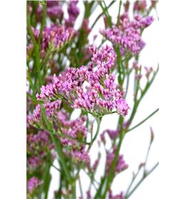 Limonium saf oshi pink 70 - LIROS
