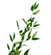 Ruscus fino it 80cm - RUSFIN2