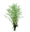 Solidago teñido verde claro 80 - SOLTENVERCLA