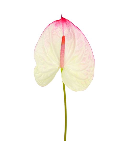 Anth lybra x16 - ANTLYB