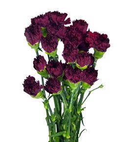 Clavel fancy granate - CLACOLGRA