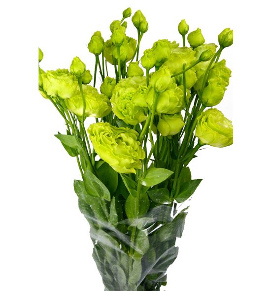 Lisianthus verde - LISVER