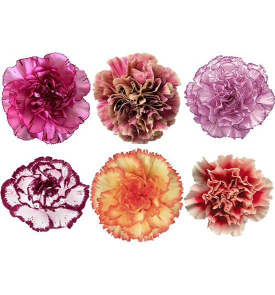 Clavel fancy novedades x25 - CLACOLBIC