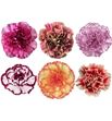 Clavel fancy novedades x25 - CLACOLBIC
