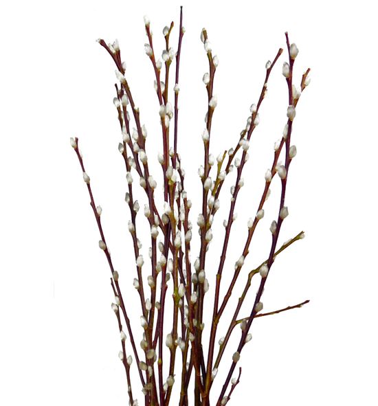 Salix wilgenkatjes 180 - SALWIL