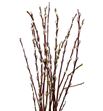 Salix wilgenkatjes 180 - SALWIL