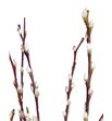 Salix wilgenkatjes 180 - SALWIL1