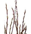 Salix wilgenkatjes 180 - SALWIL2