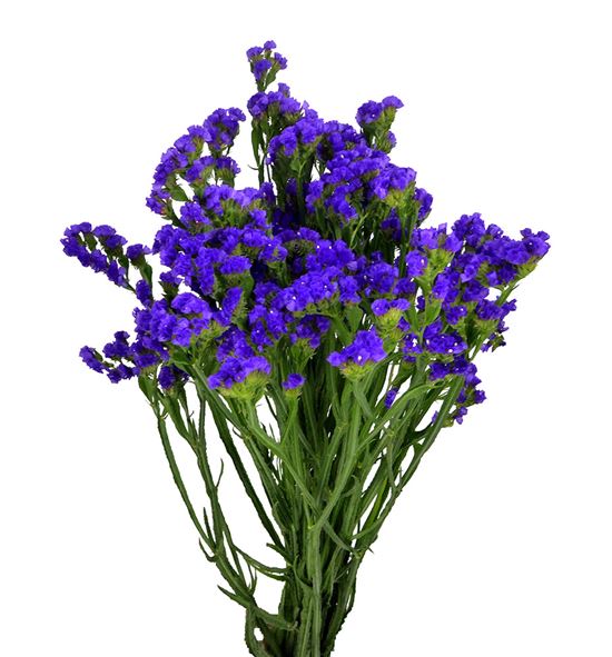 Statice hol morado - STAMOR