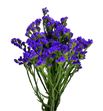 Statice hol morado - STAMOR