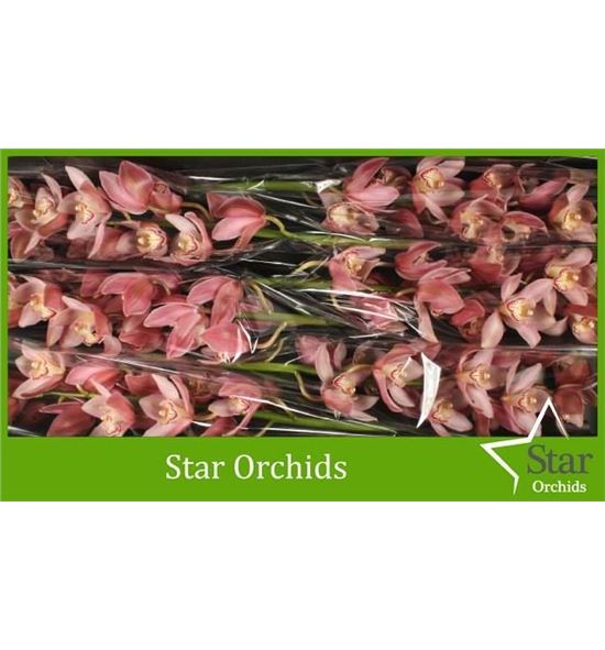 Cymb reynella x6 - CYMBREY