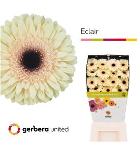 Gerbera eclair 50 x15 - GERECL5015