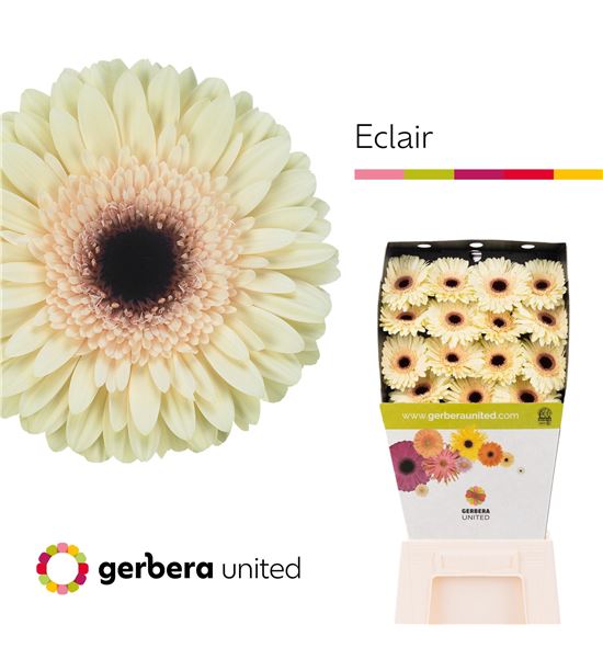 Gerbera eclair 50 x15 - GERECL5015