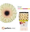 Gerbera eclair 50 x15 - GERECL5015
