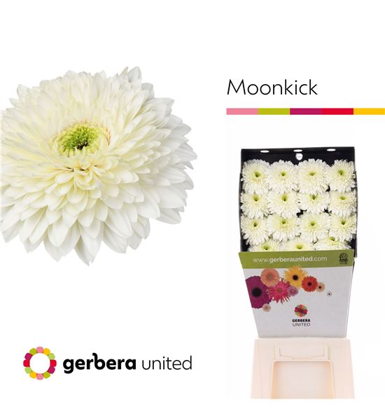 Gerbera terra moon kick 50 x15 - GERTERMOO5015