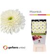 Gerbera terra moon kick 50 x15 - GERTERMOO5015