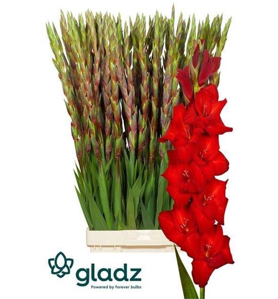 Gladiolo red balance 135 - GLAREDBAL