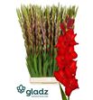 Gladiolo red balance 135 - GLAREDBAL