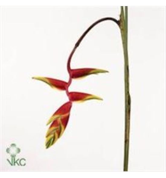 Heliconia rostrata 100 - HELROS