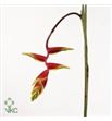 Heliconia rostrata 100 - HELROS