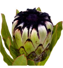 Protea niobe 50 - PRONIO