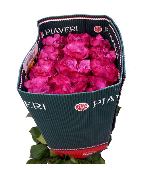 Rosa ecu country blues 60 - RECOUBLU