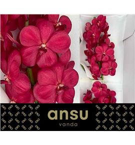Vanda red magic x25 - VANREDMAG