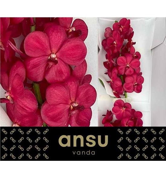 Vanda red magic x25 - VANREDMAG