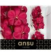 Vanda red magic x25 - VANREDMAG
