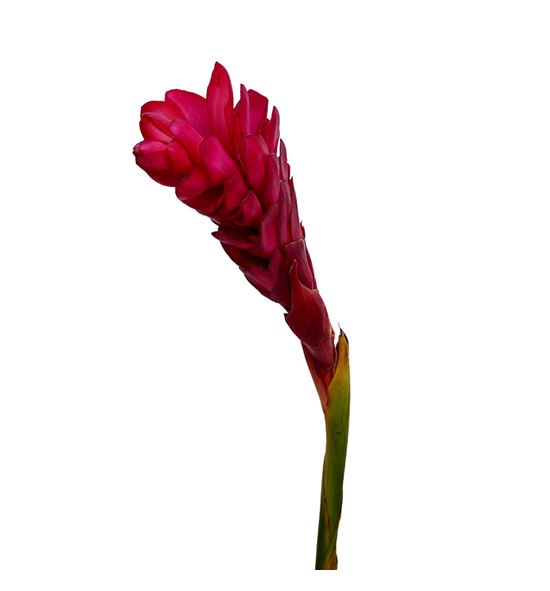 Alpinia purpurata red 90 - ALPPURROJ