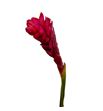 Alpinia purpurata red 90 - ALPPURROJ