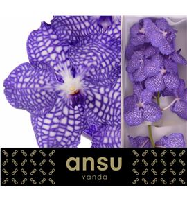 Vanda china blue x16 - VANCHIBLU
