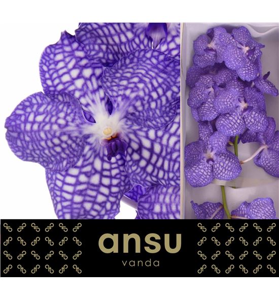 Vanda china blue x16 - VANCHIBLU