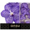 Vanda china blue x16 - VANCHIBLU