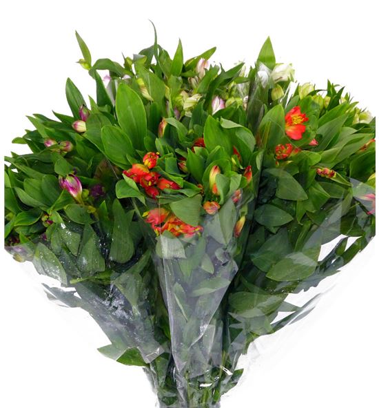 Alstroemeria hol. blanca - ALSHMIX11