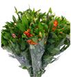 Alstroemeria hol. blanca - ALSHMIX11