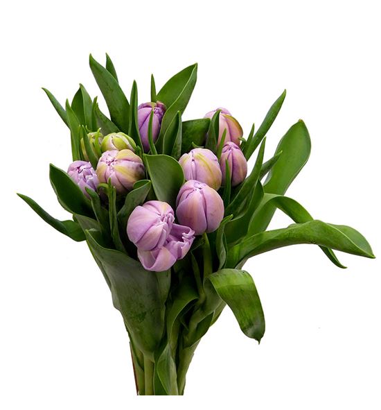 Tulipan katinka 35 - TULKAT