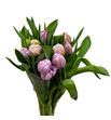 Tulipan katinka 35 - TULKAT