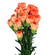 Clavel fancy naranja x25 - CLACOLNAR