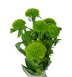 Barbatus kiwi mellow 60 - BARGRETRI
