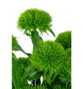 Barbatus kiwi mellow 60 - BARGRETRI