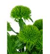 Barbatus kiwi mellow 60 - BARGRESTR1