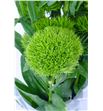 Barbatus kiwi mellow 60 - BARGRESTR2